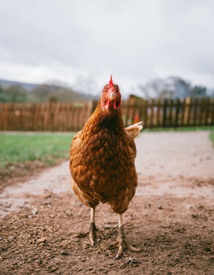 A free-range hen stands on a rural path, surrounded by countryside scenery.