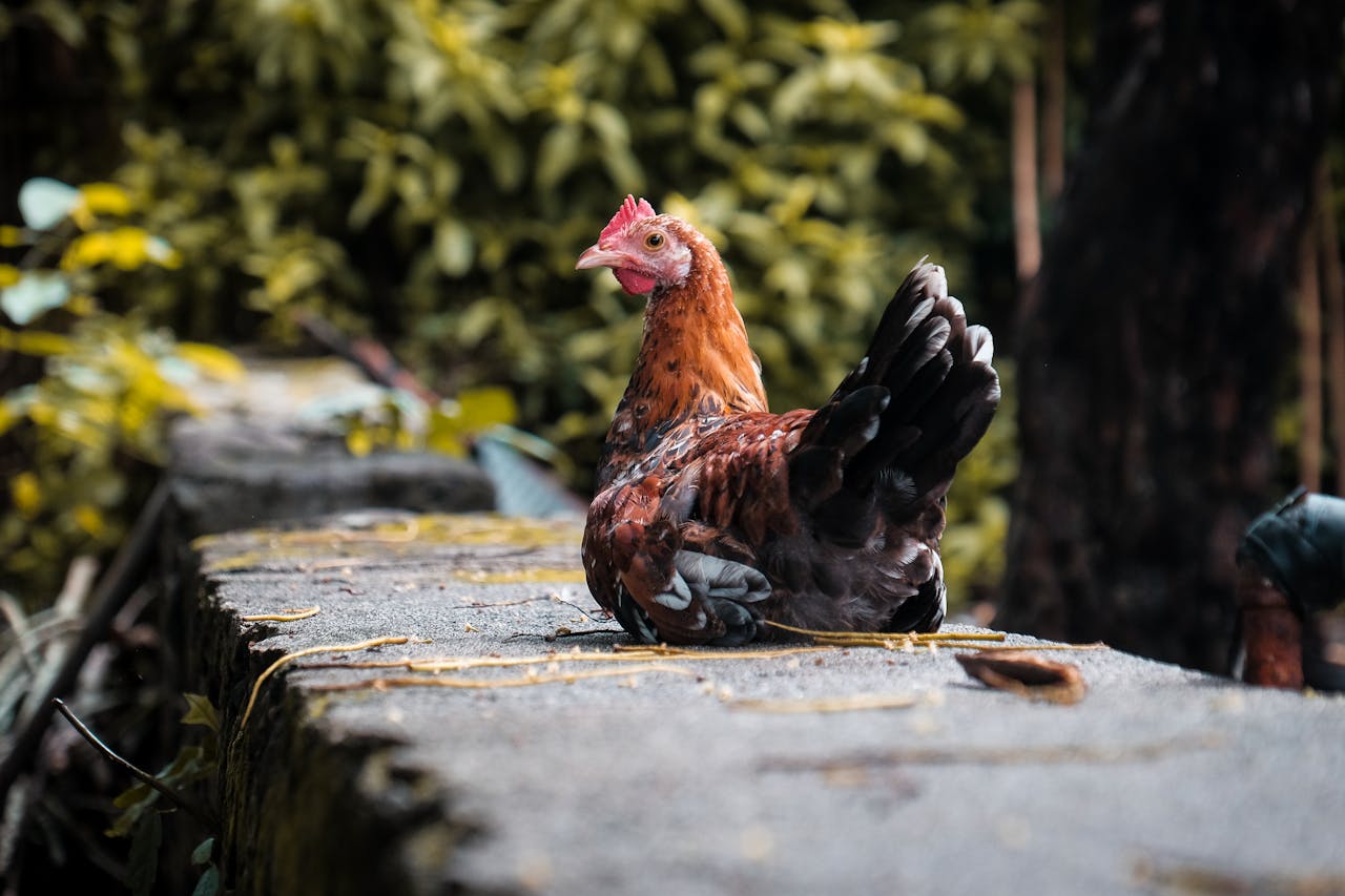 A domestic chicken sits peacefully on a stone wall surrounded by lush greenery.