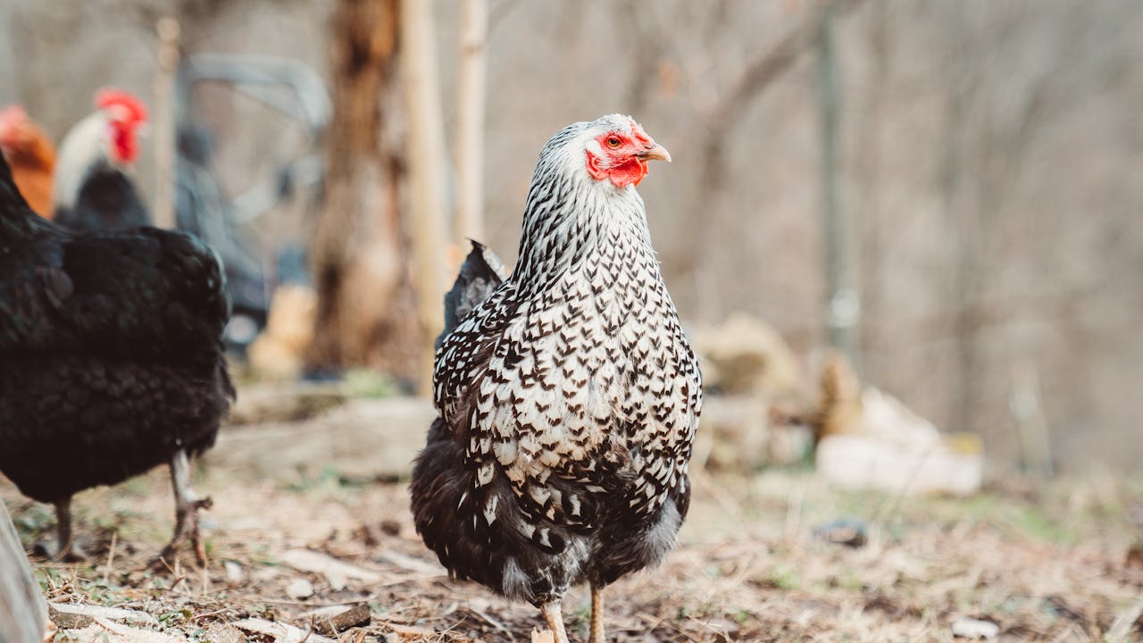 Close-up of a speckled hen on a farm, showcasing detailed plumage.